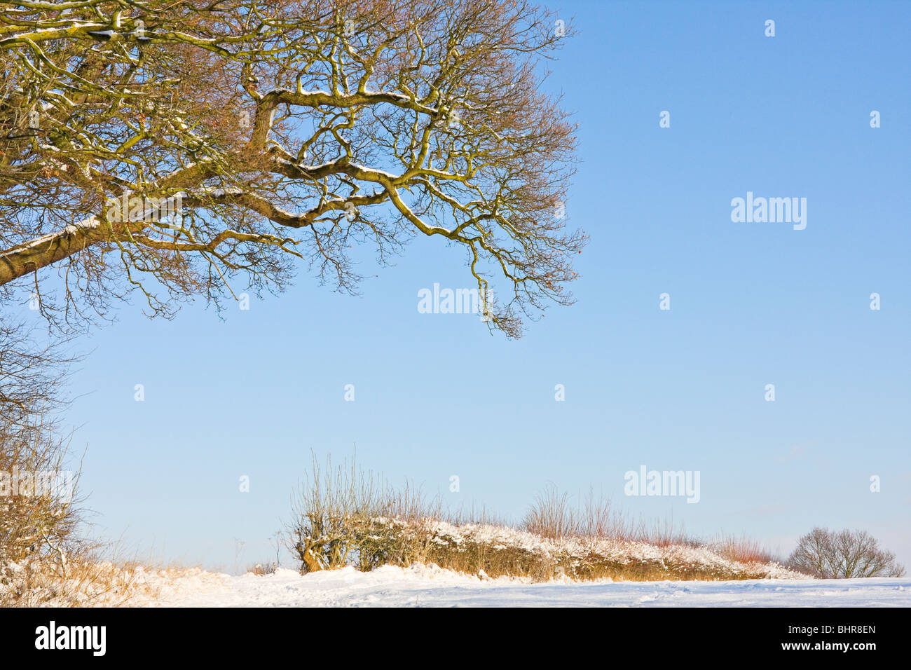 UK escena de invierno con el árbol, y el cielo de coberturas Foto de stock