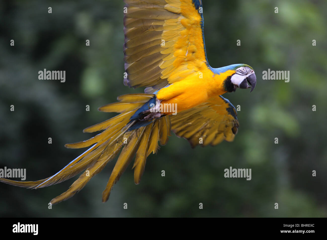 Guacamayo azul y oro flying bird show Cincinnati Zoo Foto de stock