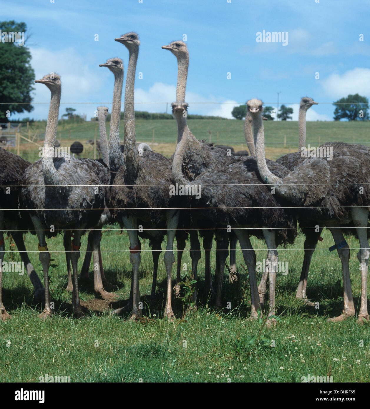 Varias mujeres de avestruces detrás de una alta valla de alambre en un alojamiento Foto de stock