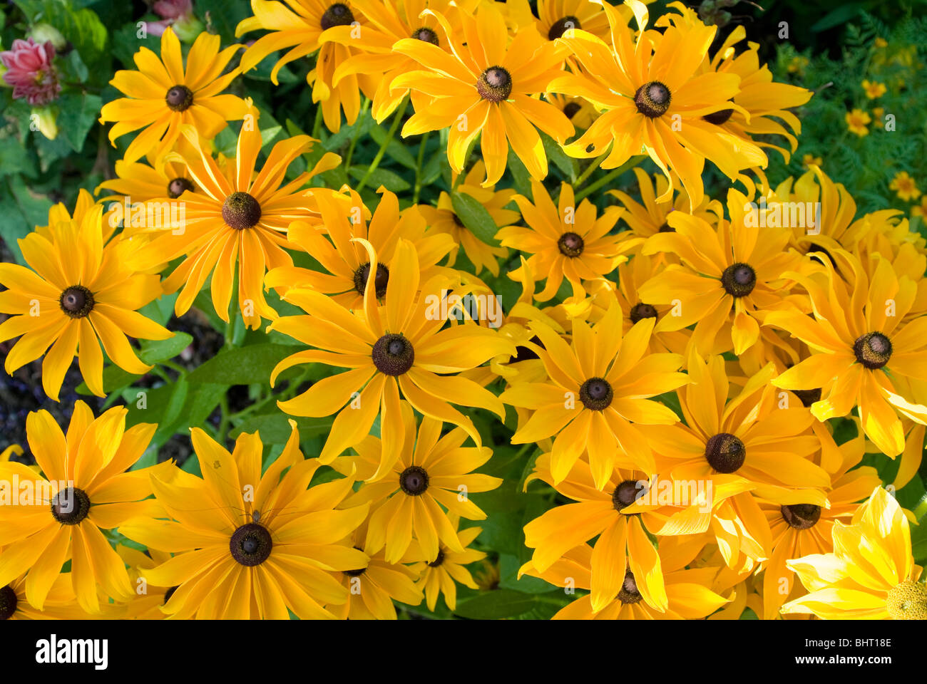 Gelbe Blumen, Sonnenhut, Deutschland | flores amarillas, Alemania Foto de stock