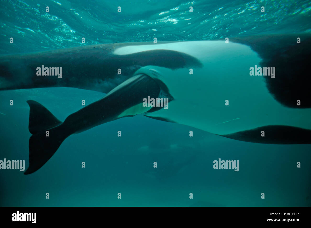 Ballena dando a luz