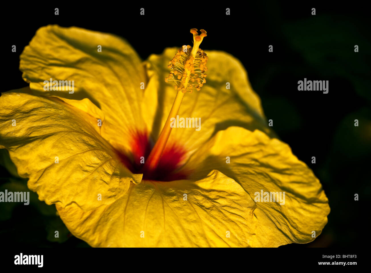 Amarillo flor de hibisco - Hawaii Foto de stock