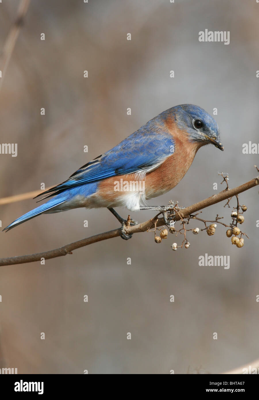 Bluebird oriental (macho) de comer las semillas de una vid Foto de stock