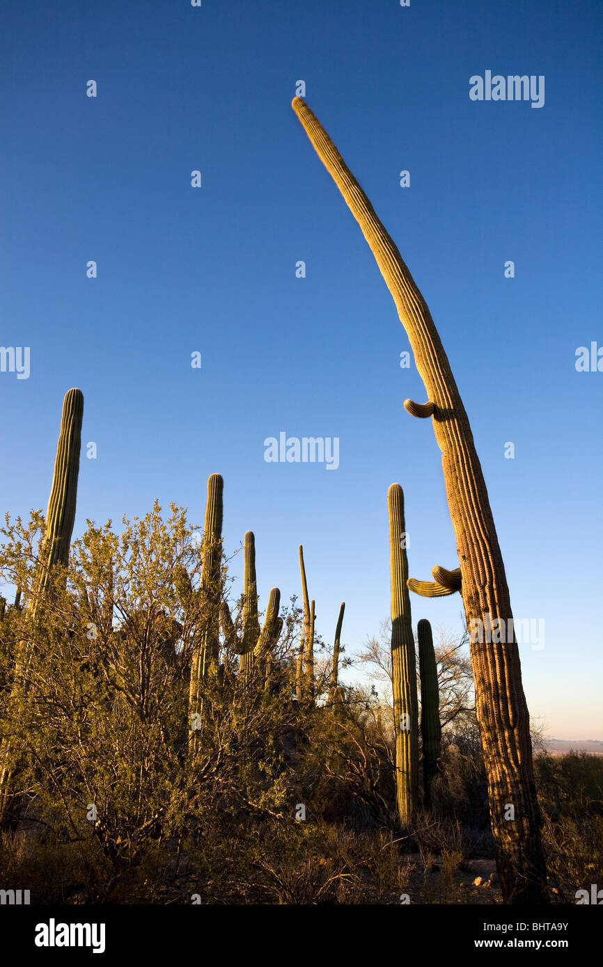 Grupo de saguaro gigante, Carnegiea gigantea, en el Parque Nacional de Saguaro, Arizona. Foto de stock