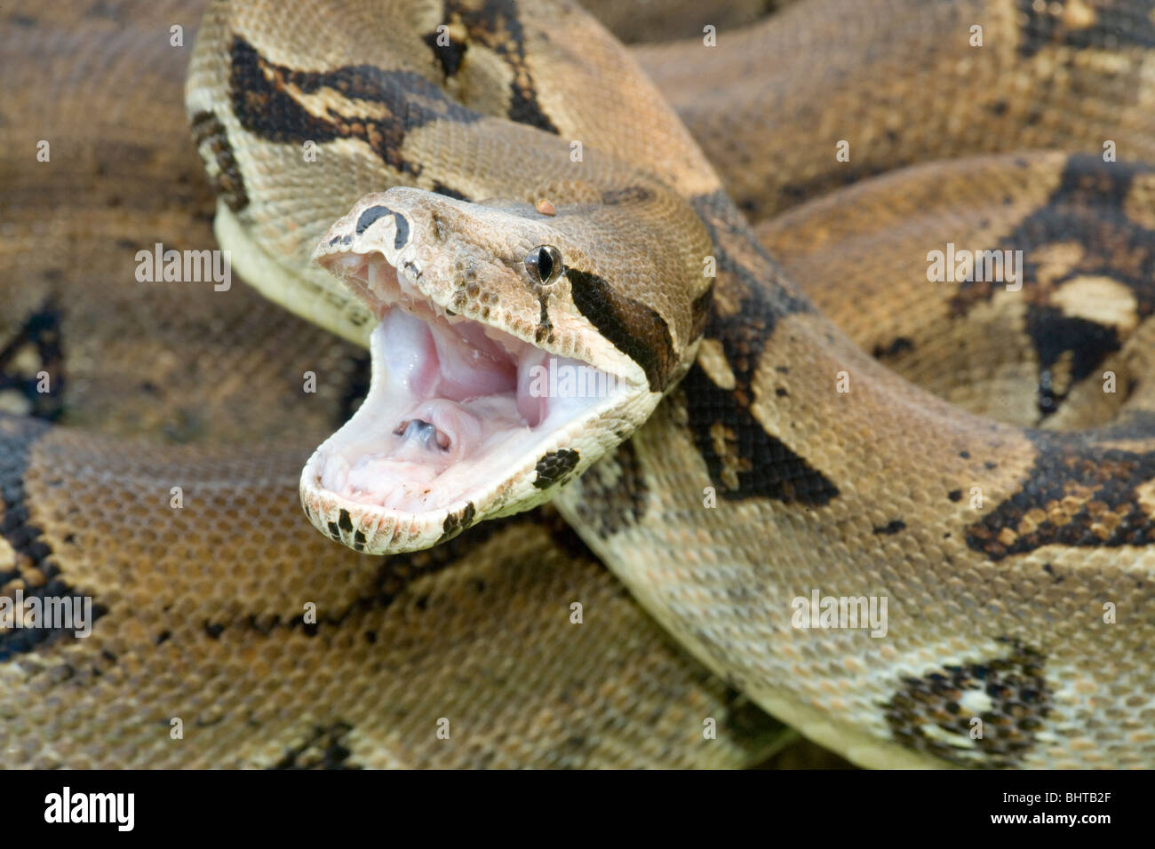 Jaws open fotografías e imágenes de alta resolución Alamy