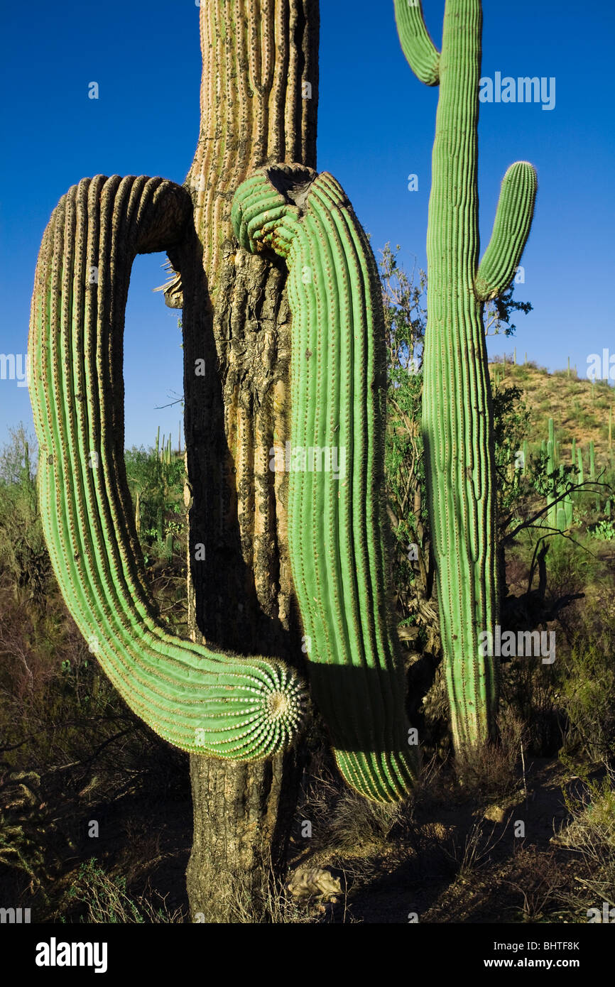 Grupo de saguaro gigante, Carnegiea gigantea, en el Parque Nacional de Saguaro, Arizona. Foto de stock