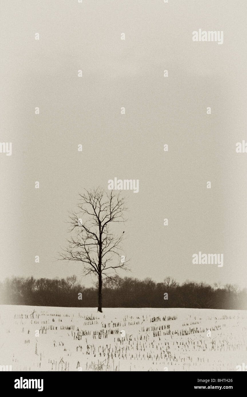 Efecto de la placa antigua Lone Tree en el estéril campo de maíz cubierto  de nieve en el Condado de Washington, Indiana Fotografía de stock - Alamy