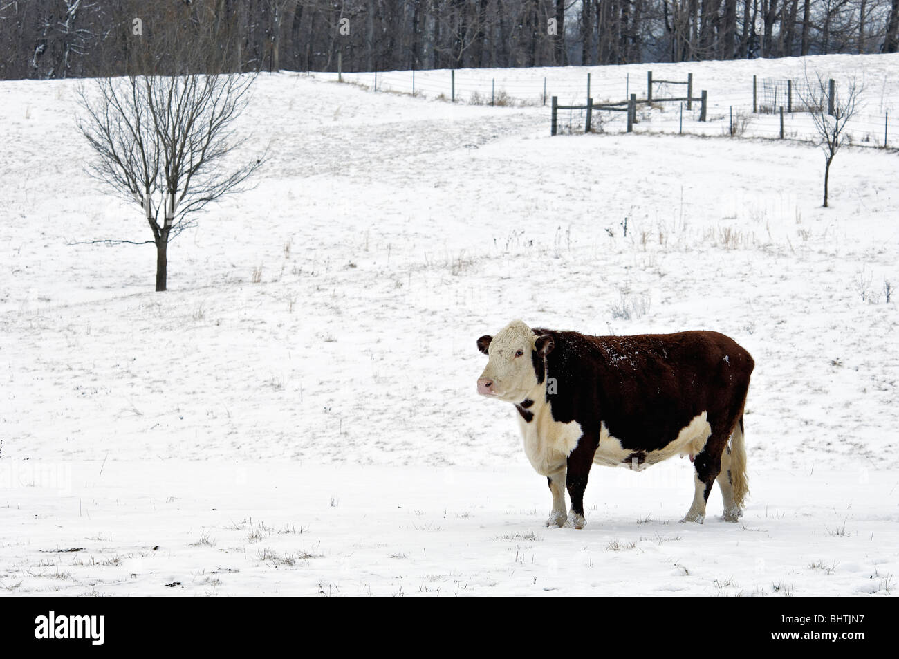 Vaca en pastos cubiertos de nieve en Harrison County, Indiana Foto de stock