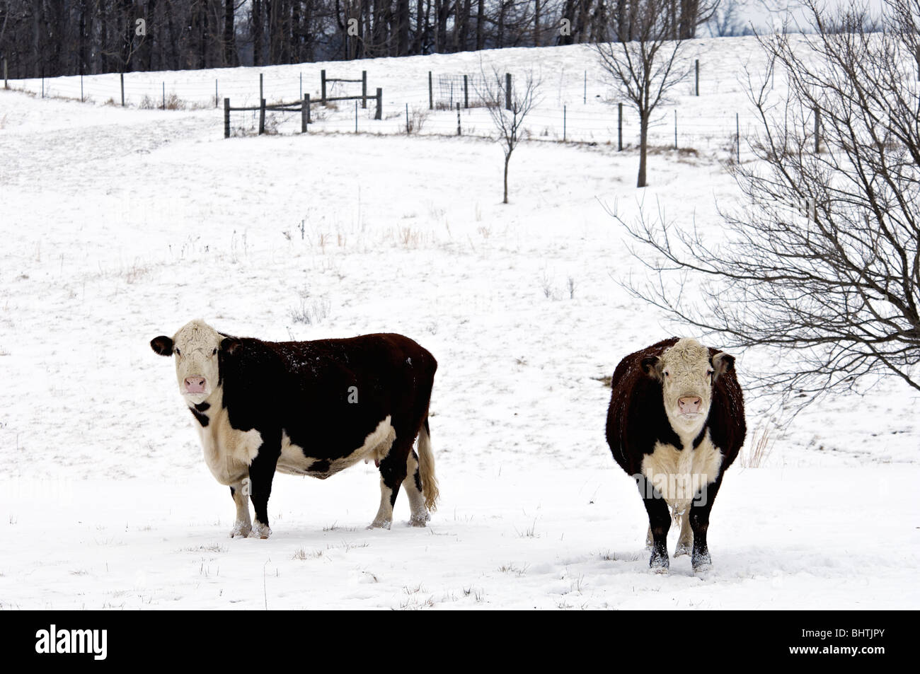 Vaca en pastos cubiertos de nieve en Harrison County, Indiana Foto de stock