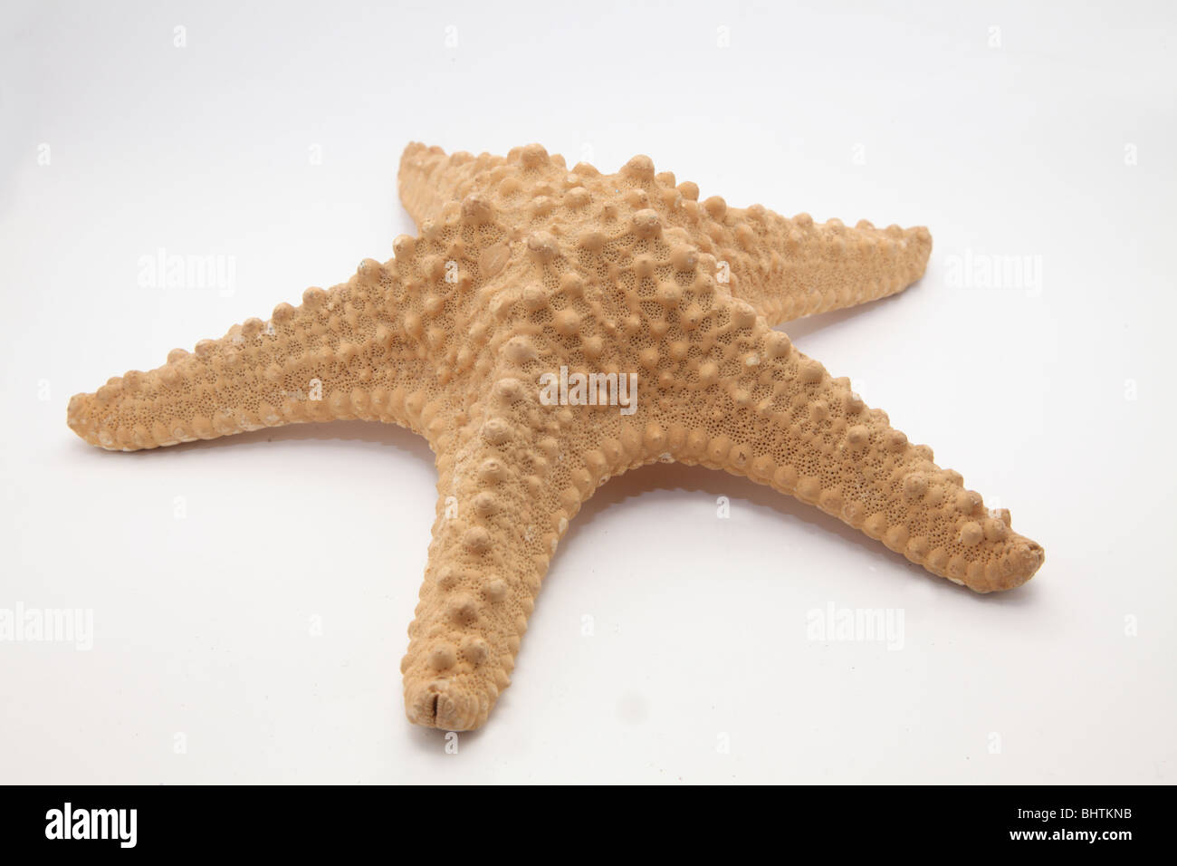 Estrellas de mar secadas Foto de stock
