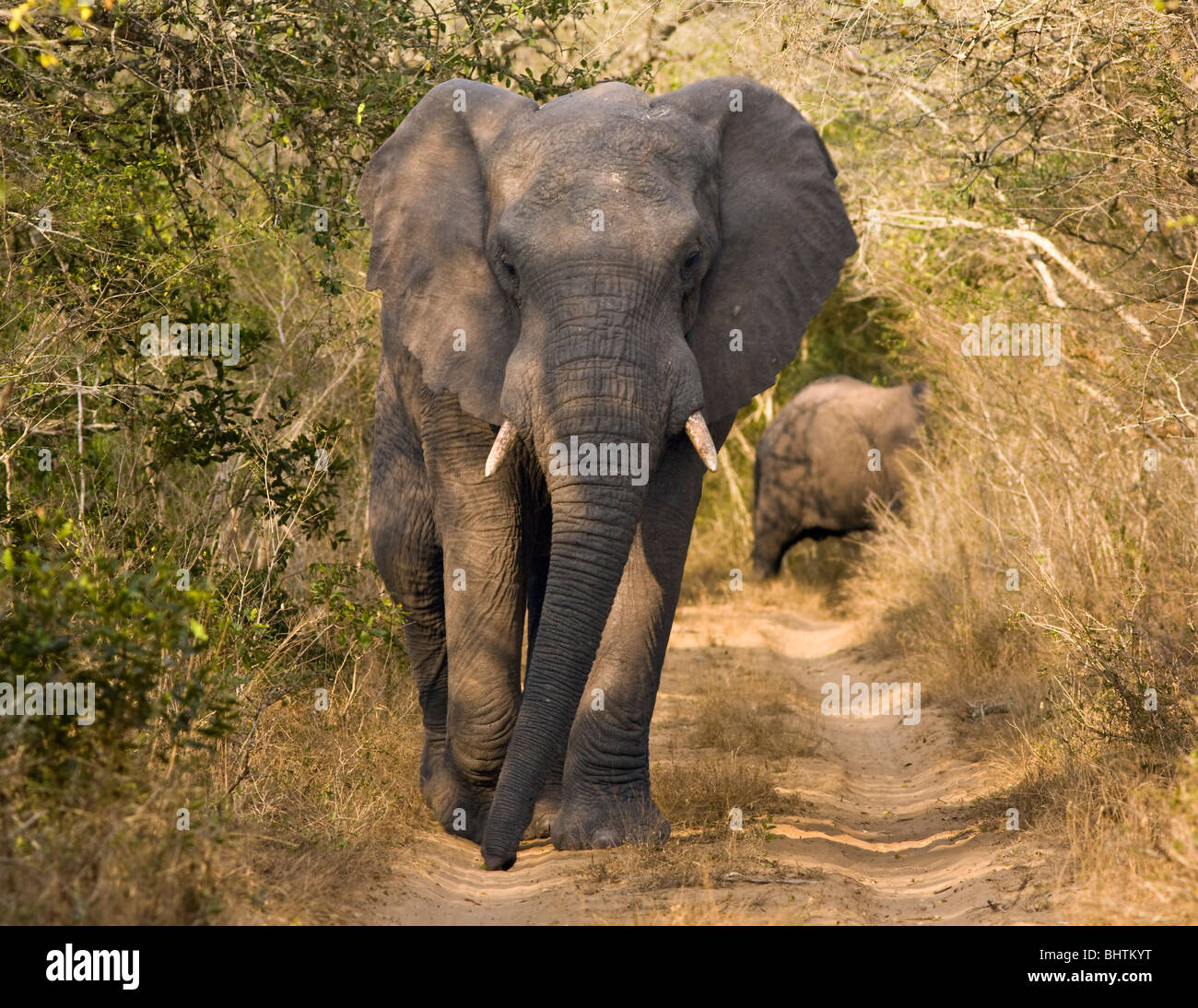 Un toro de elefante africano (loxodonta africana), caminando por un estrecho camino de tierra. Foto de stock
