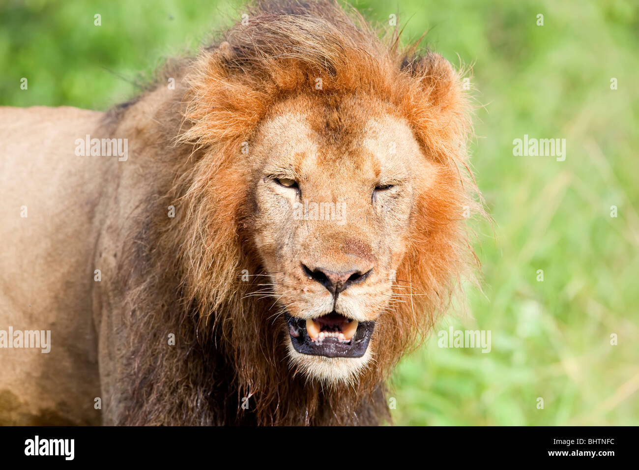 Primer plano de un león macho con la boca abierta, mostrando los dientes Foto de stock