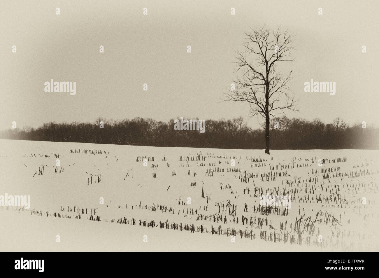 Efecto de la placa antigua Lone Tree en el estéril campo de maíz cubierto de nieve en el Condado de Washington, Indiana Foto de stock