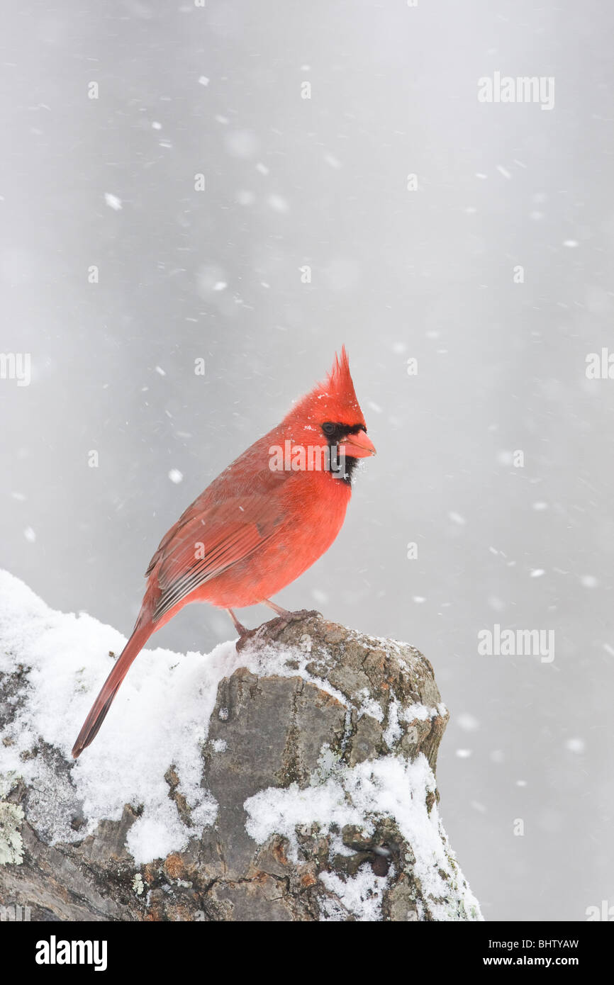 Cardenal norteño encaramado en la caída de nieve - vertical Foto de stock