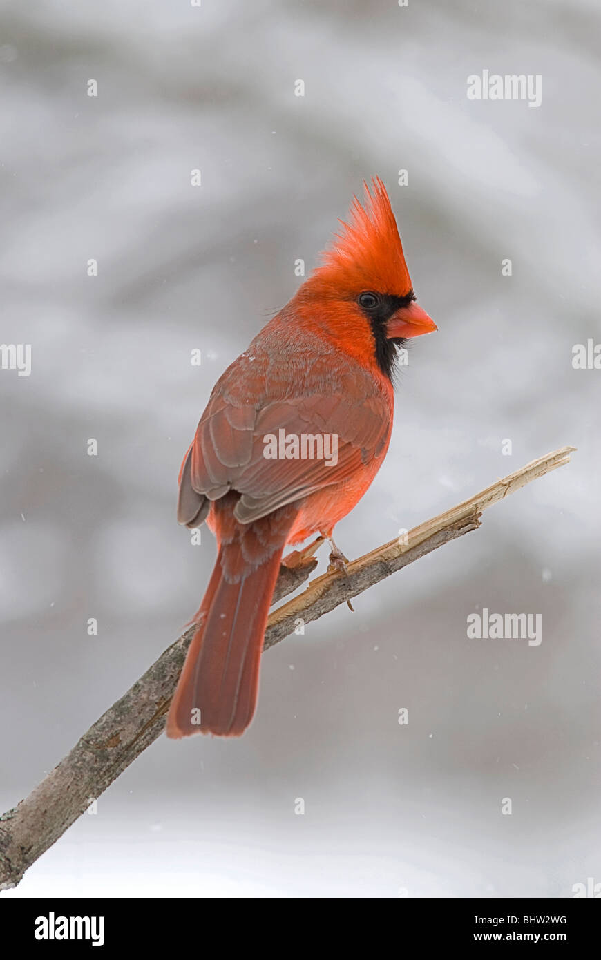 Este es un macho cardinal del Medio Oeste de los Estados Unidos posado en una rama cerca de una ubicación de alimentación. Foto de stock