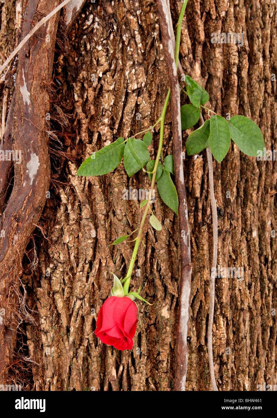 Tronco de arbol rojo fotografías e imágenes de alta resolución Alamy
