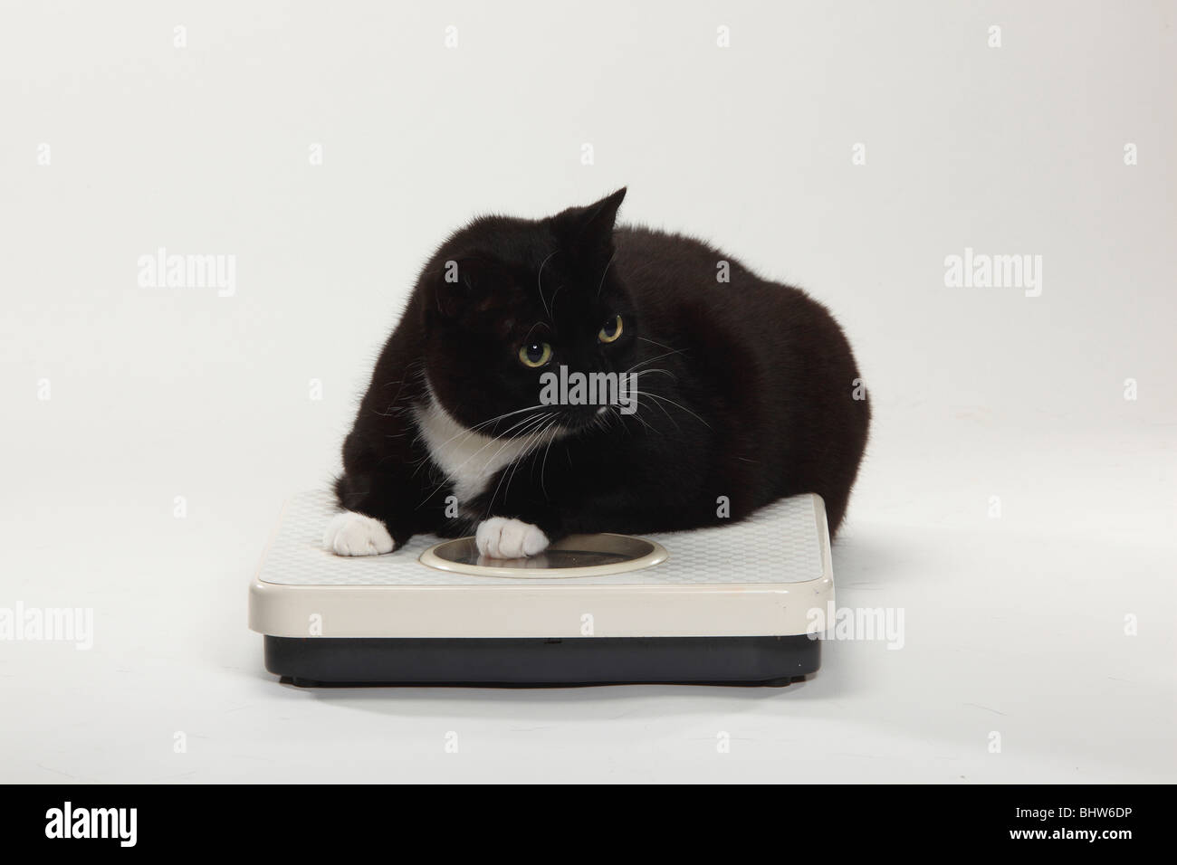 Gato doméstico, demasiadas grasas / sobrepeso, escalas Foto de stock