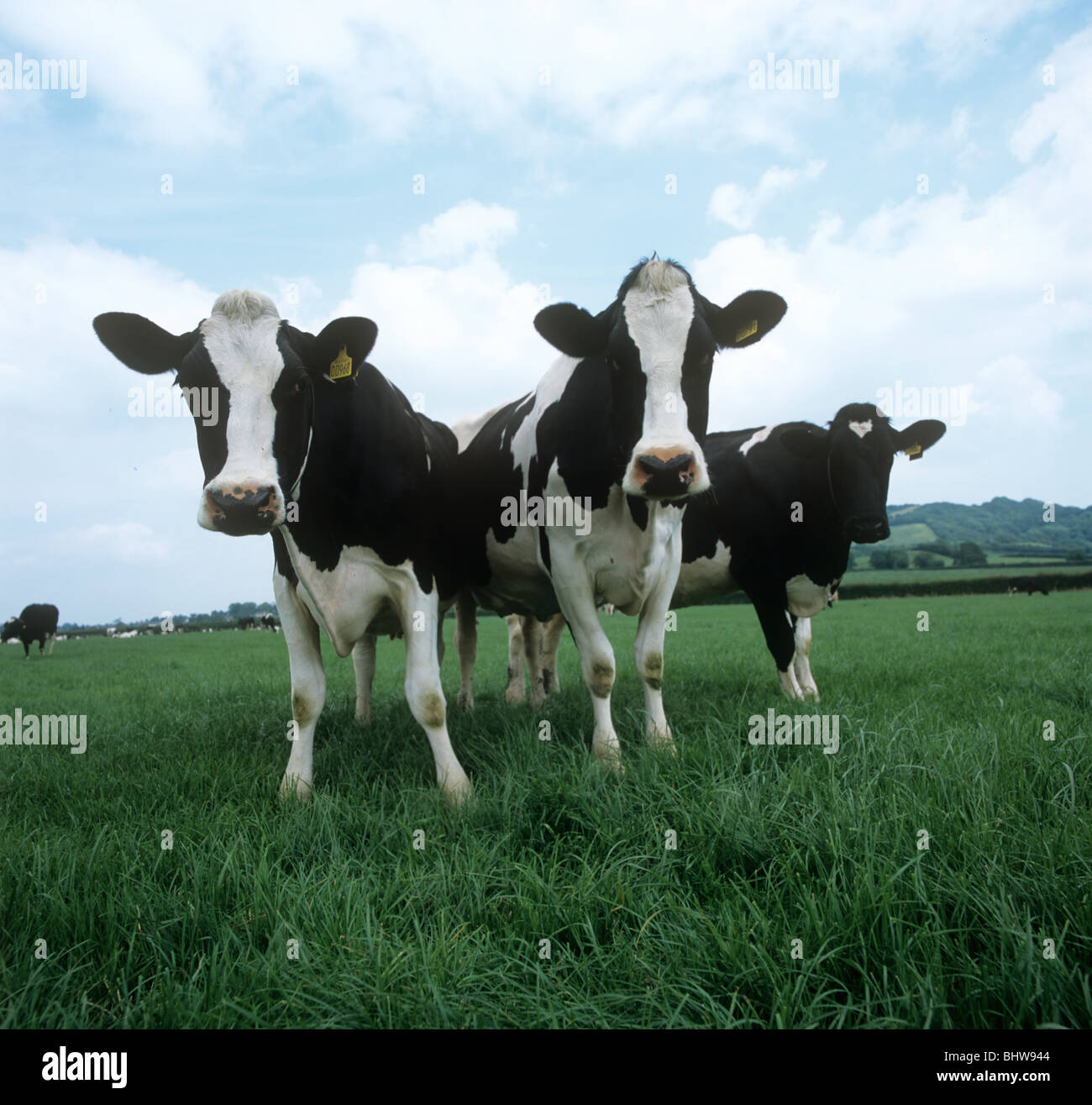 Tres vacas Holstein Friesian en leche mirando hacia la cámara, Devon Foto de stock