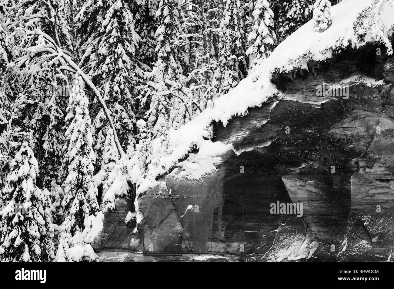 El abeto de Noruega bosque en acantilado de arenisca Foto de stock