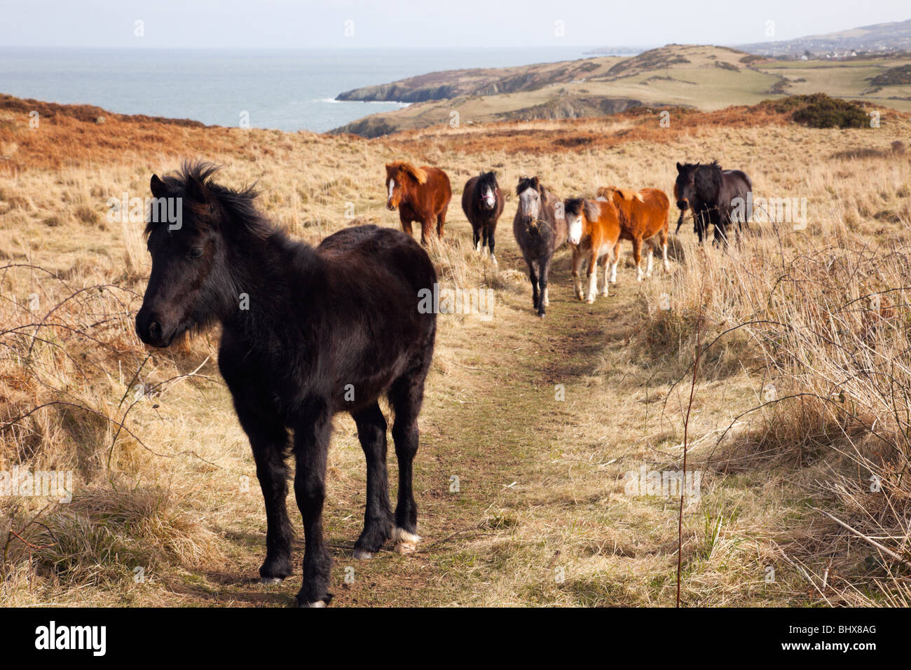 Welsh ponis de montaña en la isla de Anglesey ruta costera cerca de Porth Wen, Isla de Anglesey, al norte de Gales, Reino Unido, Gran Bretaña Foto de stock