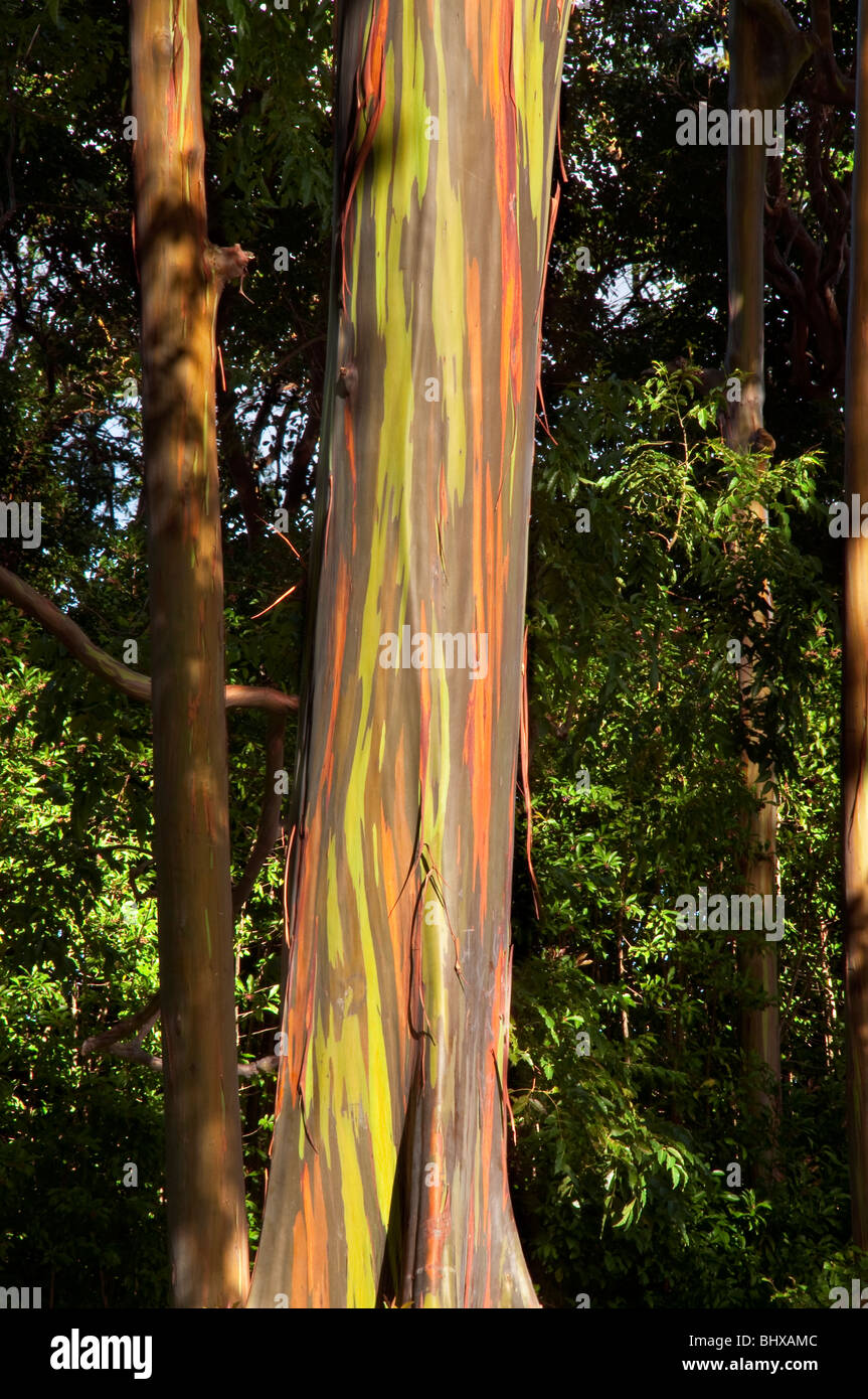 Eucalyptus deglupta Eucalipto Arcoiris o árbol con tronco y corteza detalle tomadas en la carretera a Hana Maui Hawaii. Foto de stock