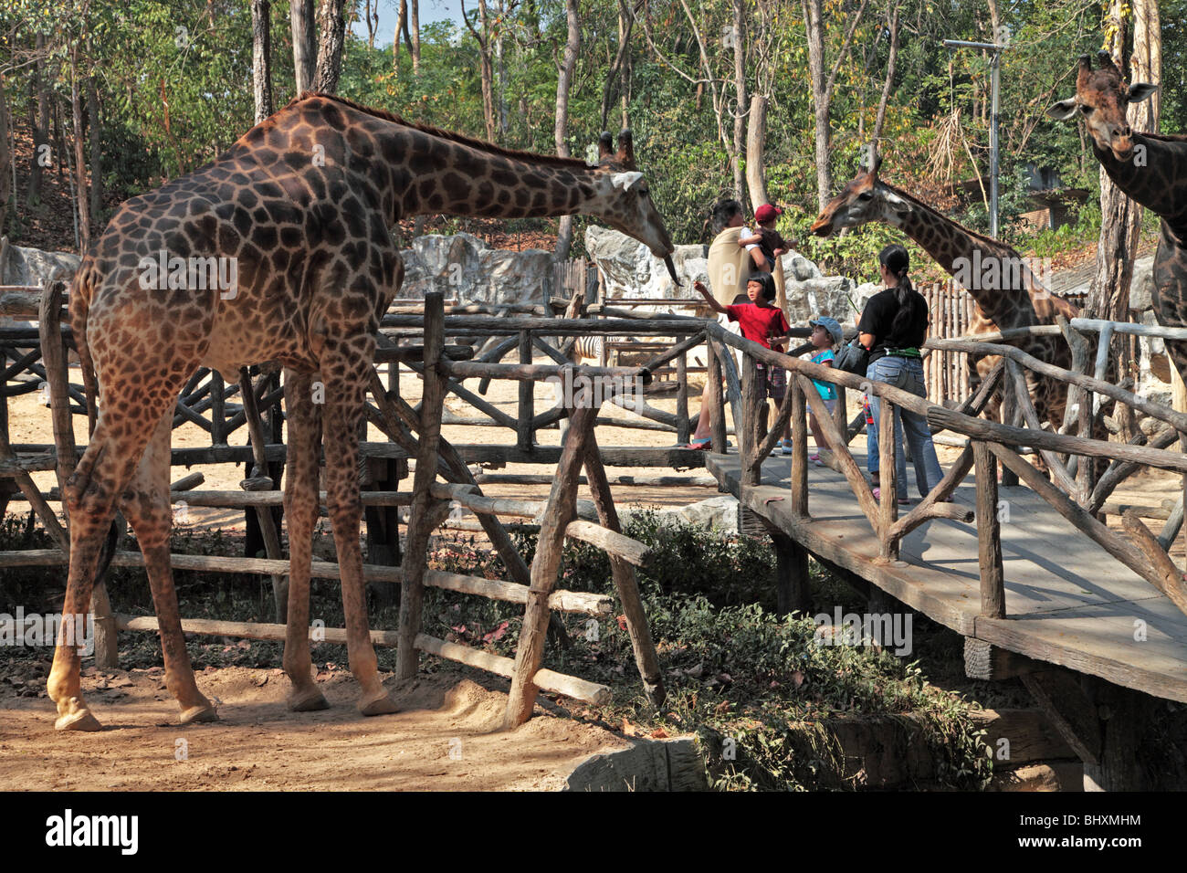 Giraffe cumple los visitantes al Zoo de Chiang Mai, Tailandia Foto de stock