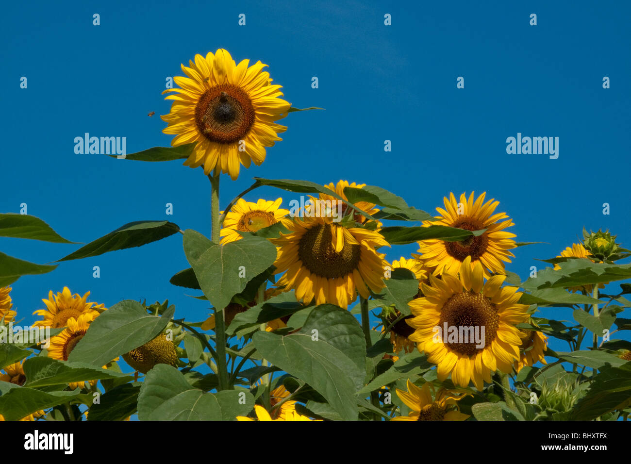 Serie de girasol fotografías e imágenes de alta resolución - Página 3 -  Alamy