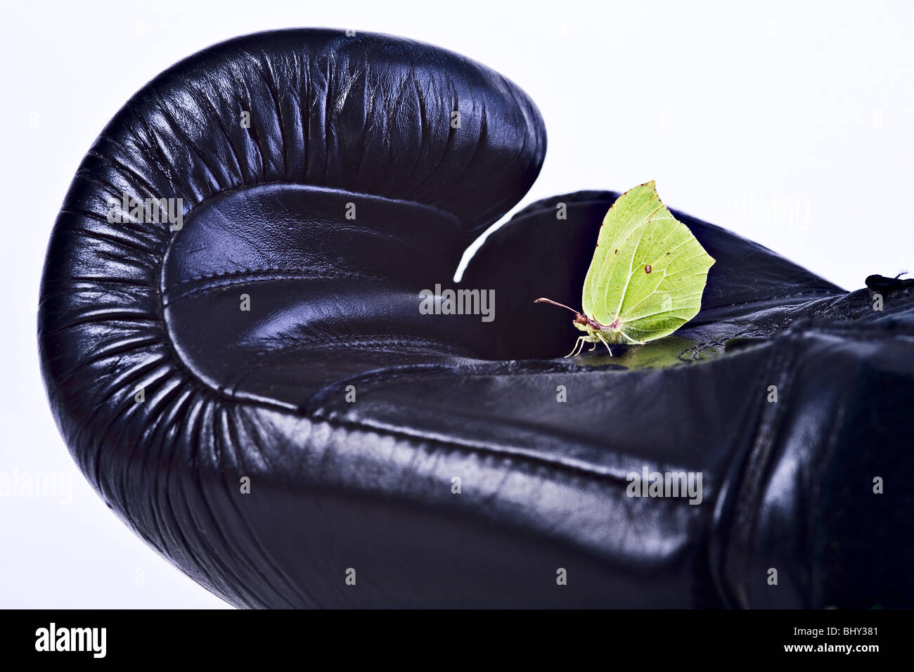 Mariposa sobre un guante de boxeo Foto de stock