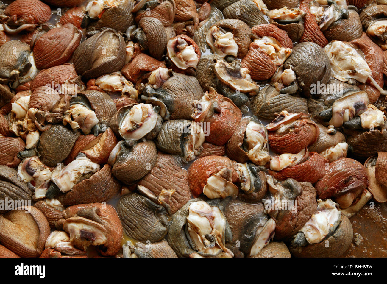 Textura de fondo de carne de caracol de mar Atlántico Fotografía de