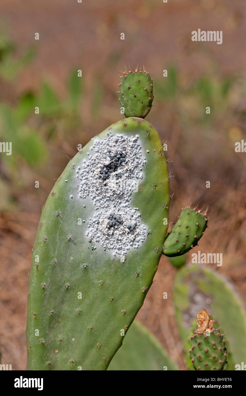 Cochinilla: (Dactyliopius coccus), sobre el cactus Opuntia (Opuntia ficus indica). Guatzia, Lanzarote, Islas Canarias Foto de stock