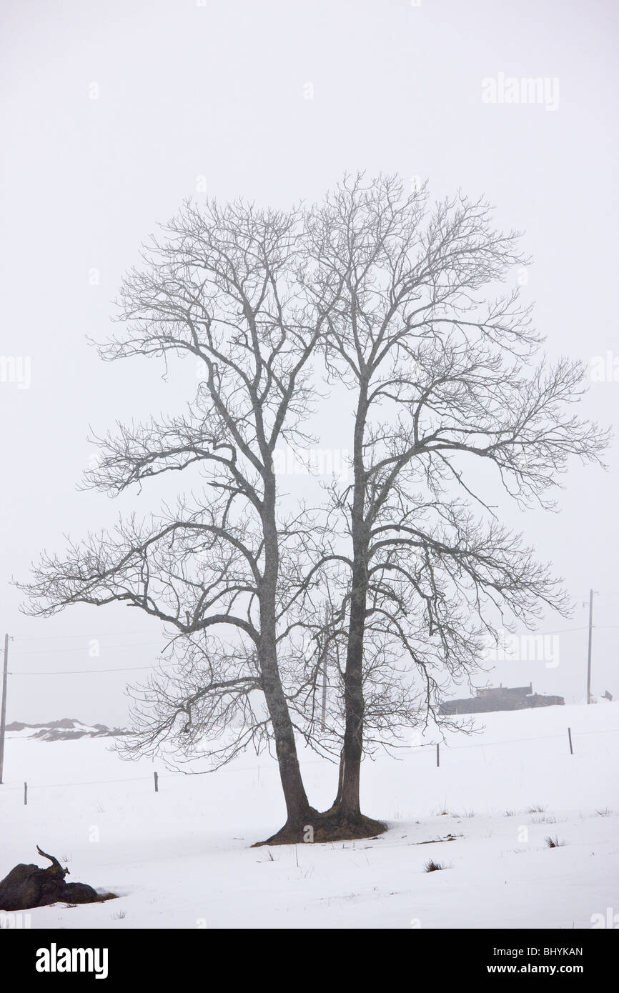 Viejo árbol de ceniza en la niebla y la nieve en invierno en el Volcans d'Auvergne, el Parque Natural Regional del Macizo Central, en Francia. Foto de stock