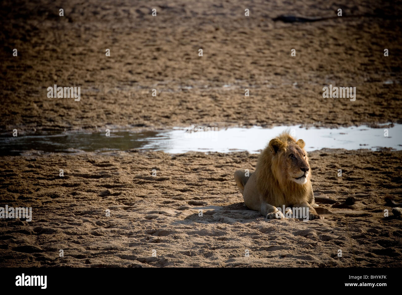 Macho adulto de león, el Parque nacional Ruaha, Tanzania, África Oriental Foto de stock