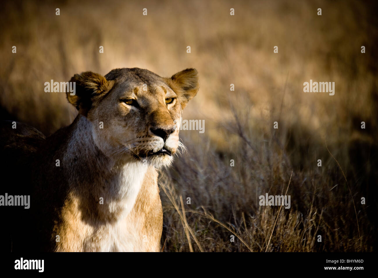 León, Parque nacional Serengeti, Tanzania, África Oriental Foto de stock