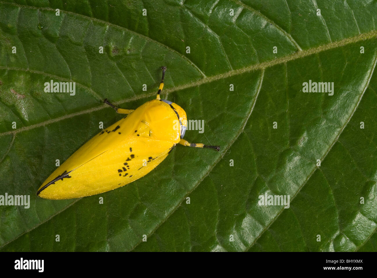 Spit bug fotografías e imágenes de alta resolución - Alamy