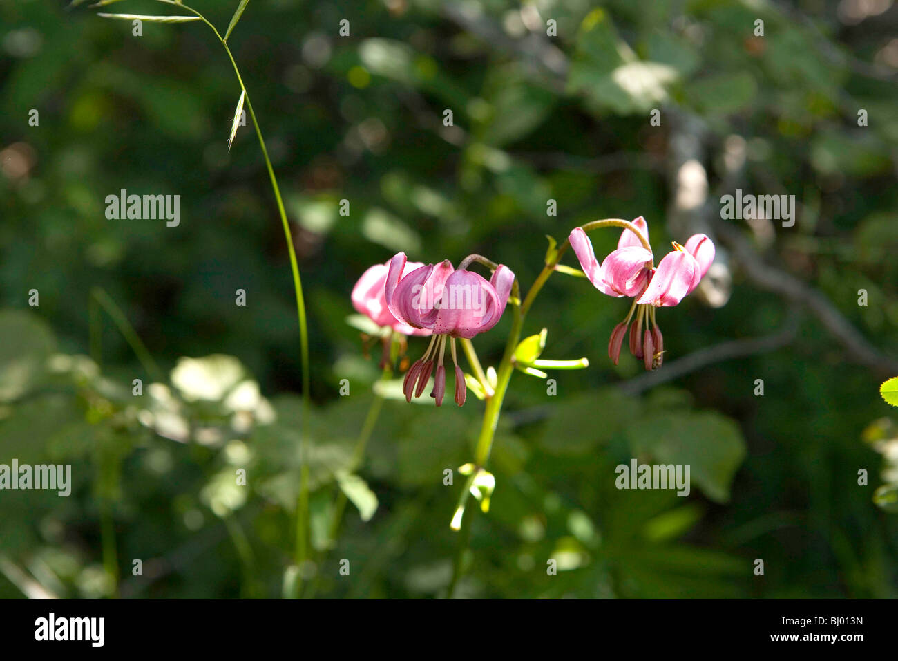 El Lilium martagon (Martagon o Turk's cap Lily) Foto de stock