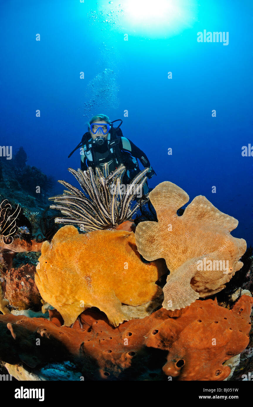 Antennarius commersonii, Gigante, 2 de Commerson frogfish frogfish con Scuba Diver, Bulakan, Tulamben, Bali. Foto de stock