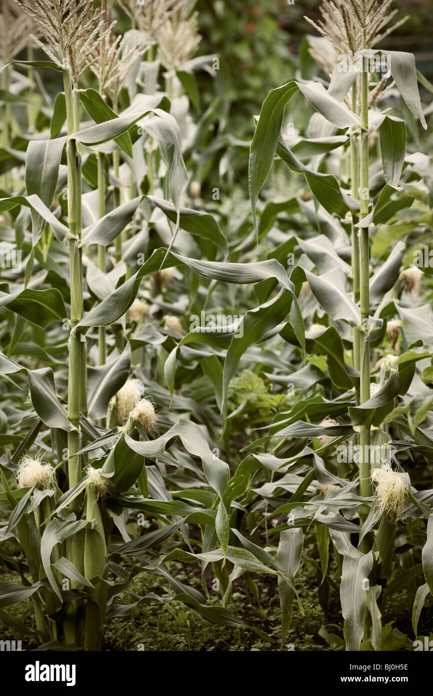 Siembra de maíz dulce en un huerto de Reino Unido Foto de stock