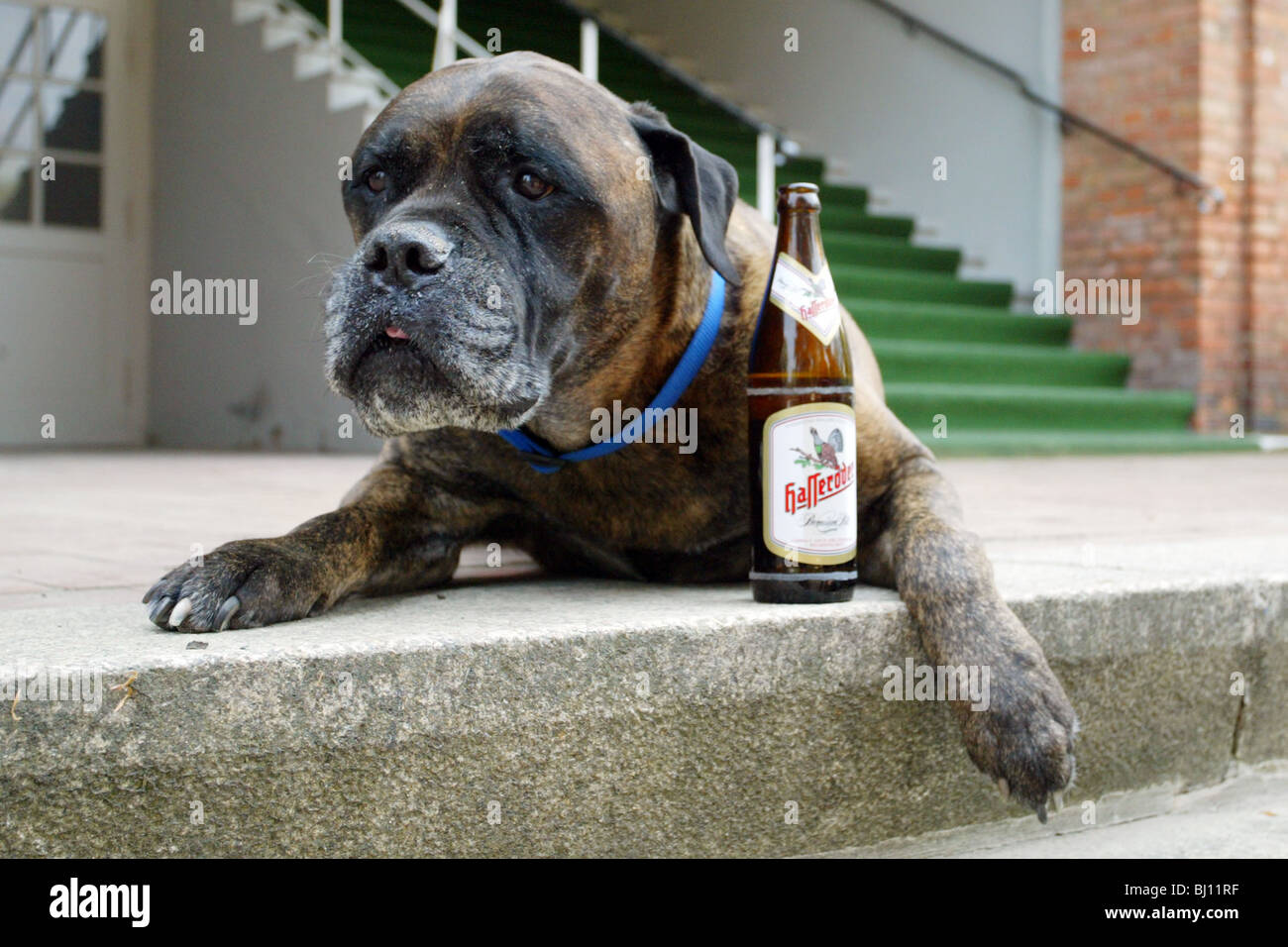 Perro con cerveza fotografías e imágenes de alta resolución - Alamy