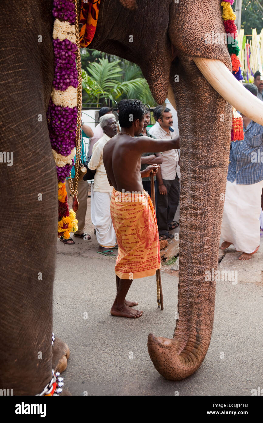 India, Kerala, Kochi, Ernakulam Uthsavom festival, procesión, elefante Parayeduppu mahout Foto de stock