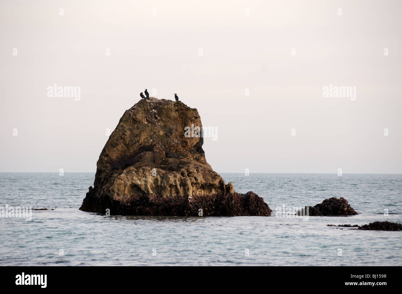 Las aves marinas en roca Foto de stock