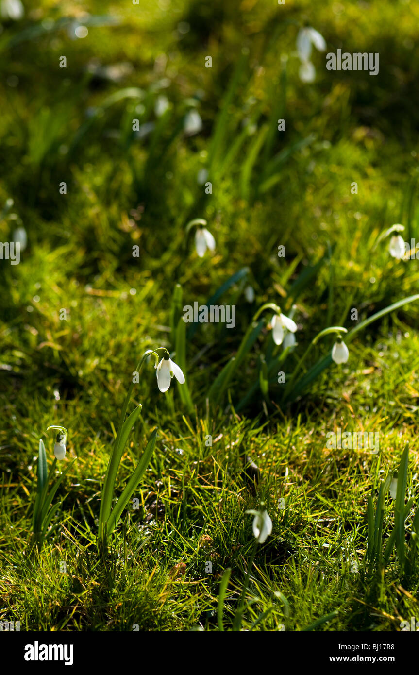 Sola campanilla de las nieves, Galanthus, naturalizado en un jardín de césped Foto de stock