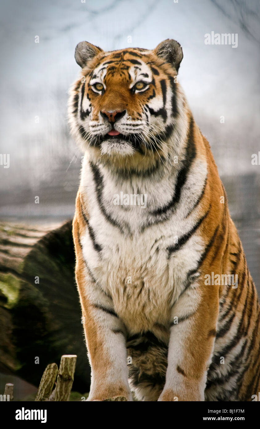 Un tigre de Amur que viven en cautividad en un zoológico Foto de stock