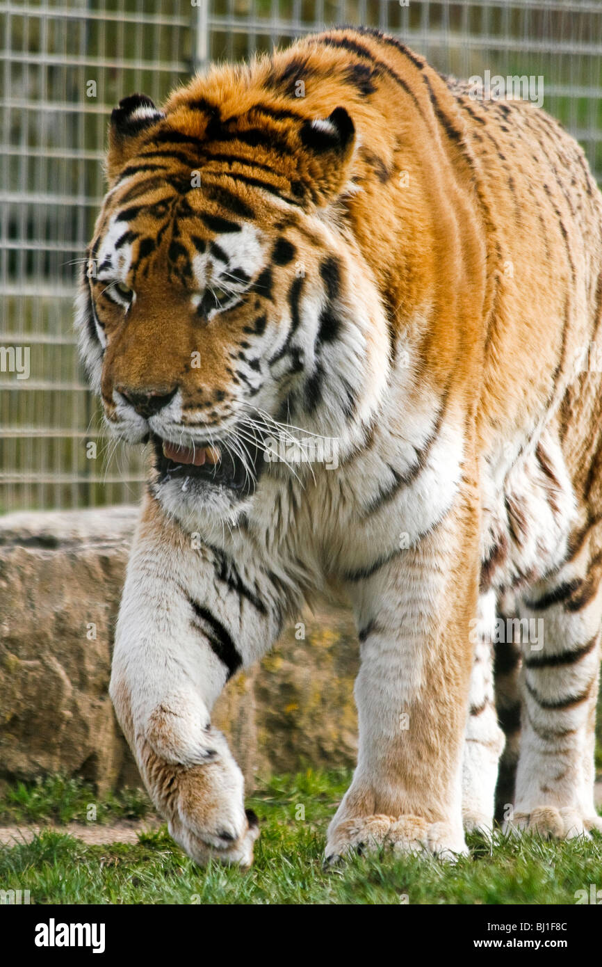 Un tigre de Amur que viven en cautividad en un zoológico Foto de stock