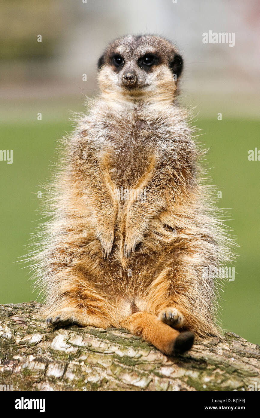 Un suricata o que viven en cautividad en un zoológico Foto de stock