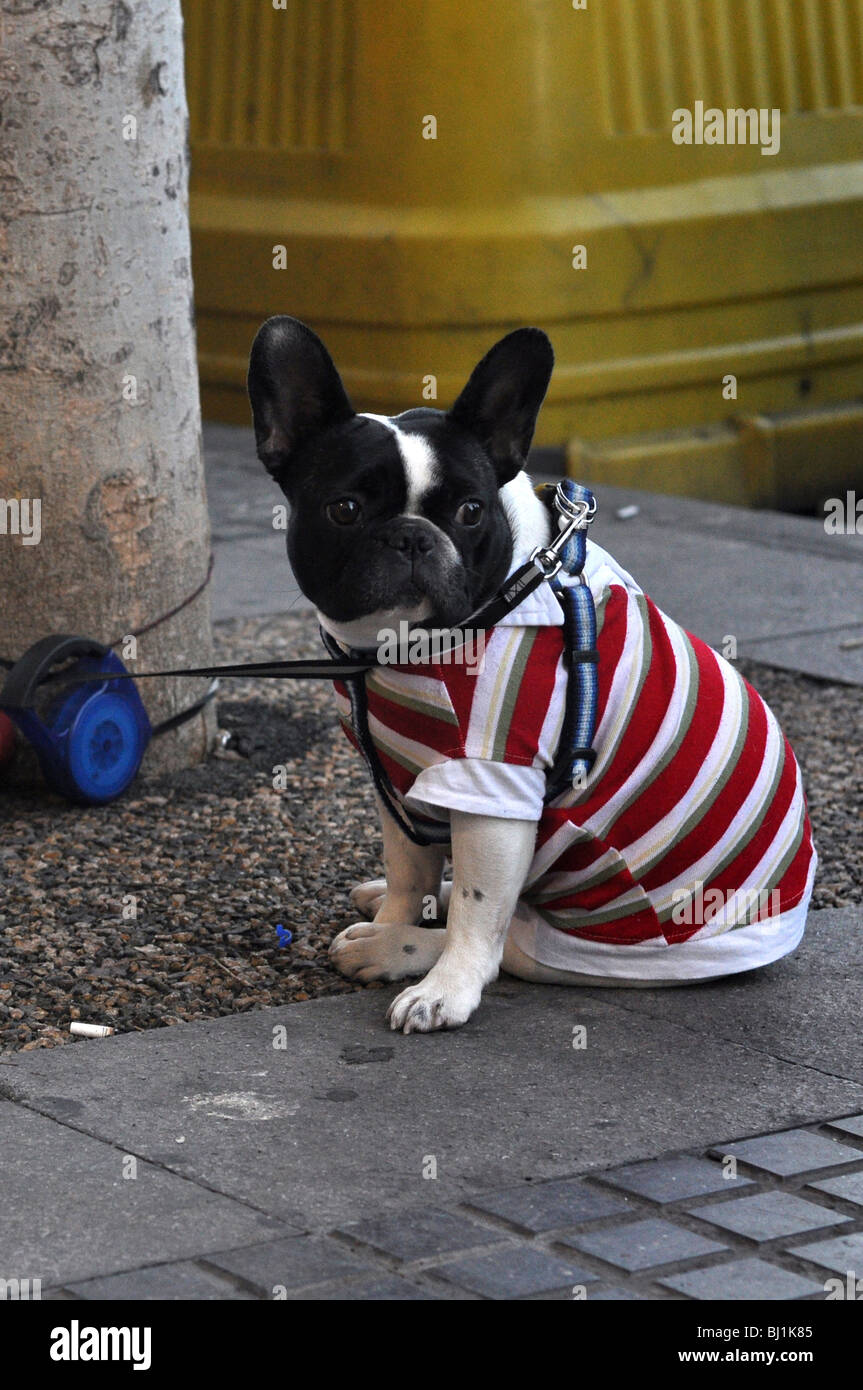 French bulldog dress dressed fotografías e imágenes de alta resolución -  Alamy