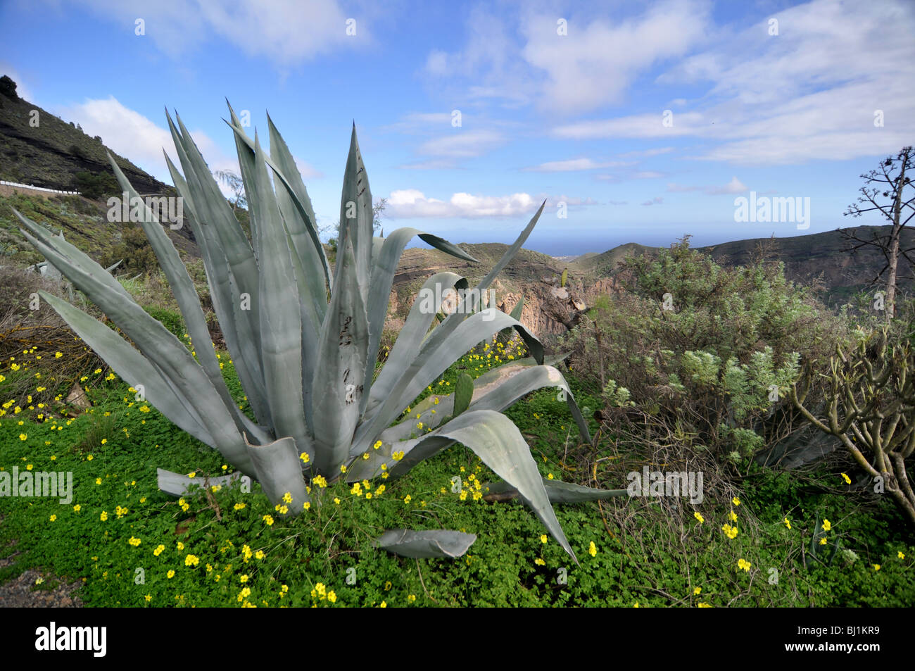 Agave tequilana tequila cactus fotografías e imágenes de alta