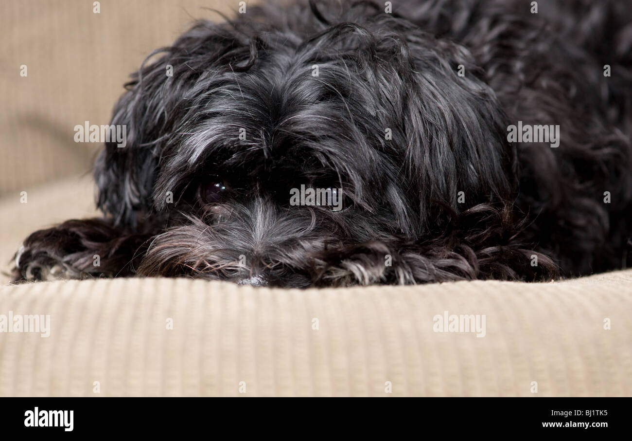 Negro perro mezcla yorkie maltés, acostado en un sofá Foto de stock