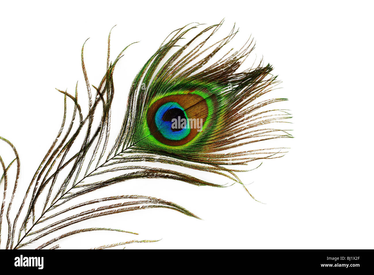 Detalle de plumas de pavo real ojo aislado en blanco Fotografía de stock -  Alamy