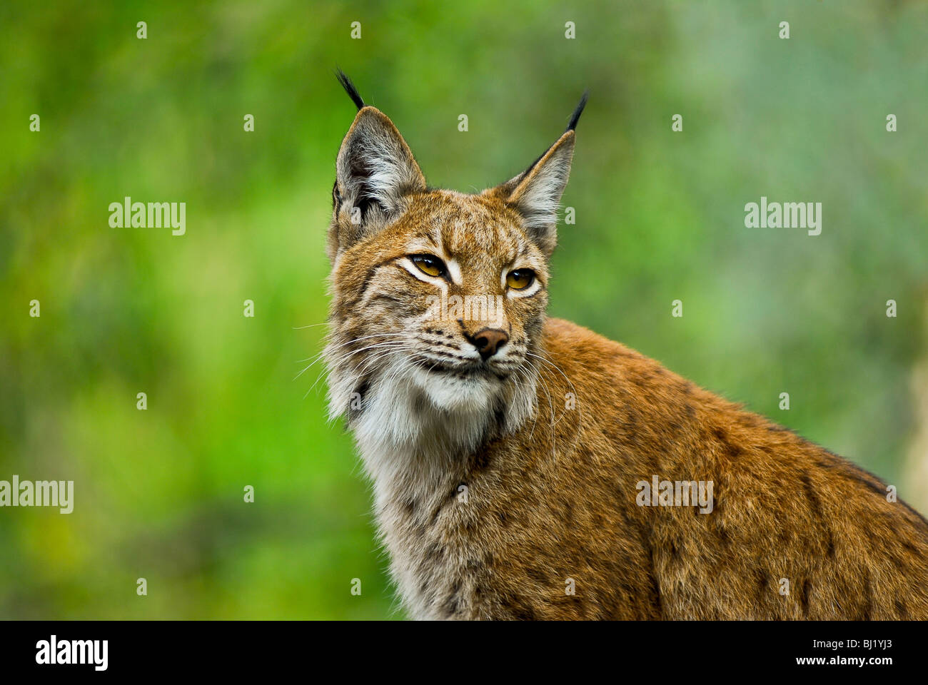 Alpine Lynx en Sudtirol park Foto de stock