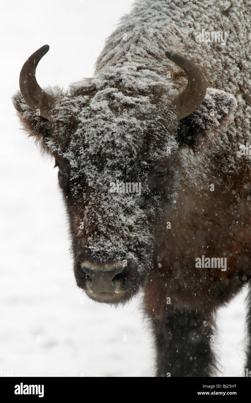 El bisonte europeo, bison bonasus, vaca cubierto de nieve, Alemania Foto de stock